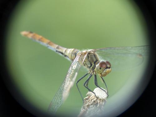 Sympetrum sanguineum